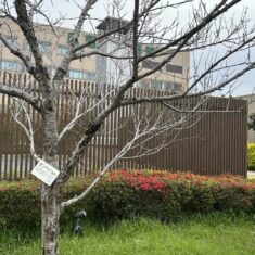 4月12日（土）広島大学病院外来等屋上探検